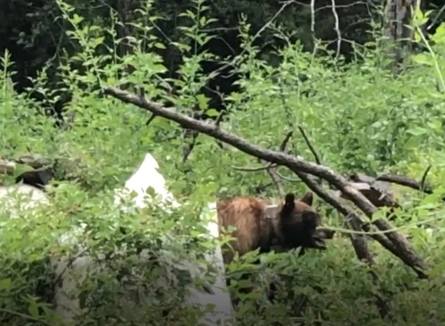 Wild black bear