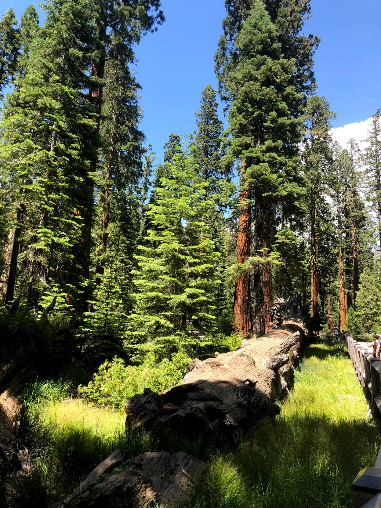 Fallen sequoia in the Mariposa grove