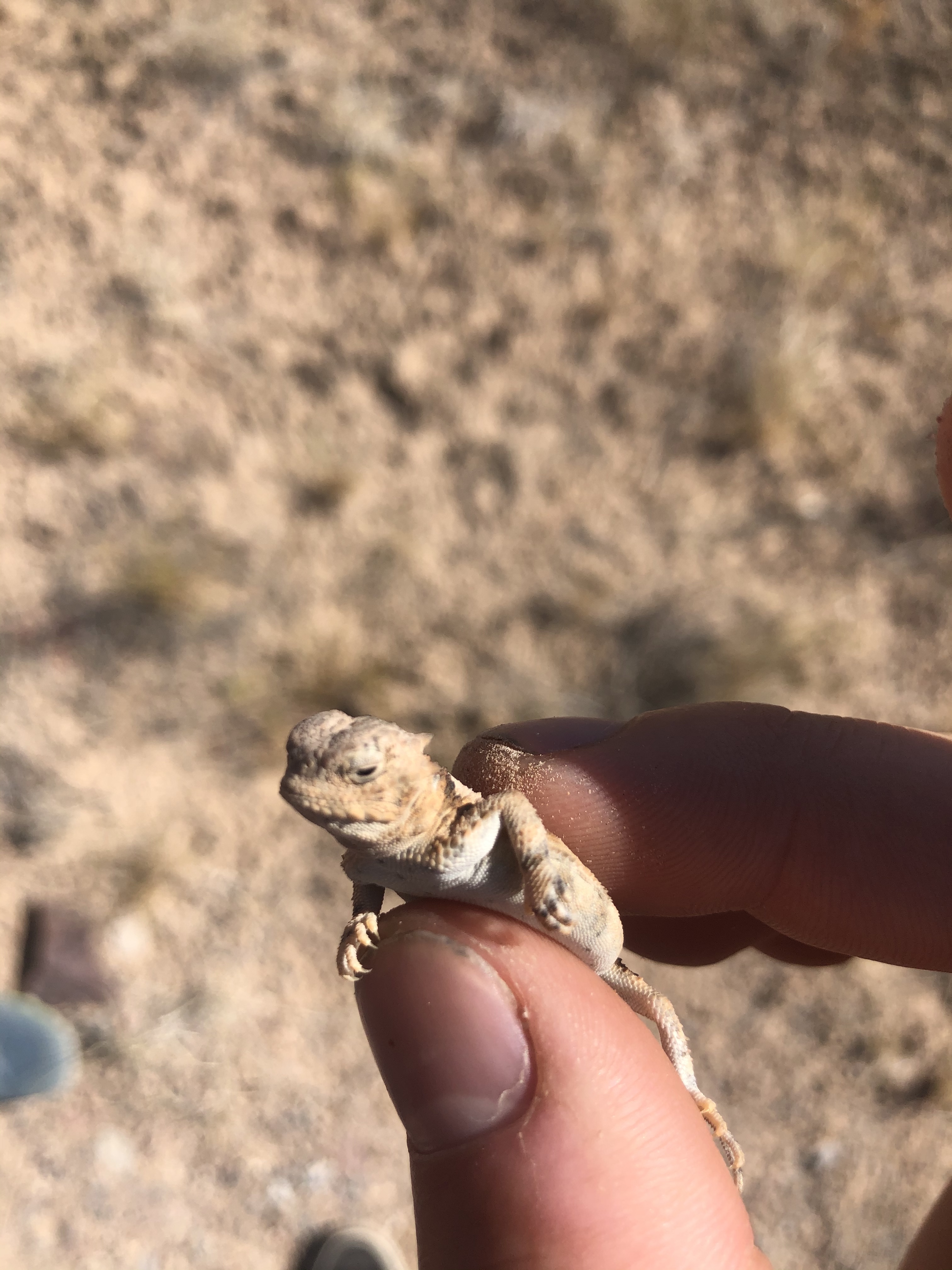 Horned lizard