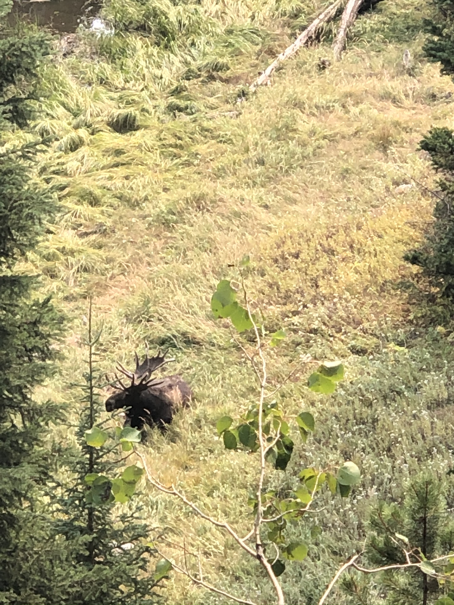 Moose spotting