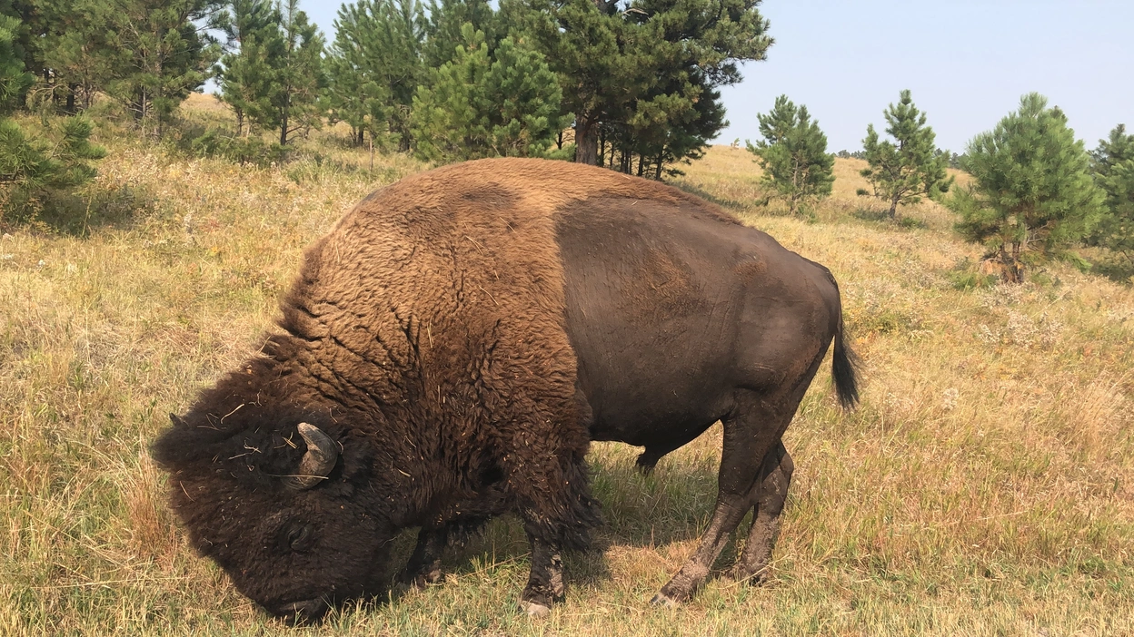 Buffalo on the road