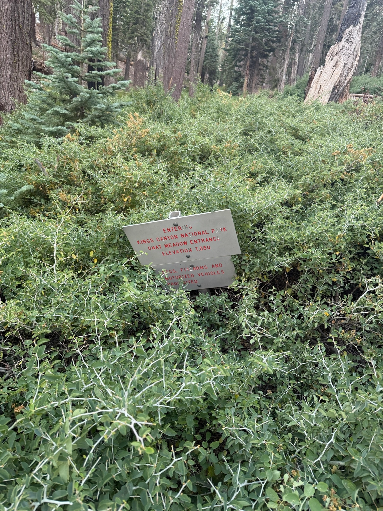 Whitethorn bushes along the trail